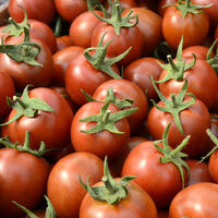 'Gülköy' ve 'Gülpembe'ye yoğun ilgi