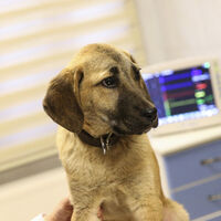 Kuyu köpeğe o ünlü isim sahip çıktı!