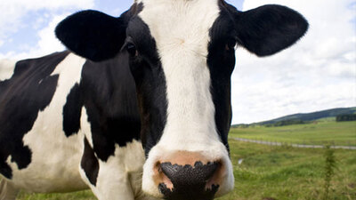 Kurban Bayramı ne zaman?