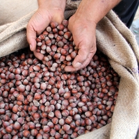 Fındık üreticilerine büyük destek!