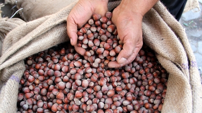 Fındık üreticilerine büyük destek!