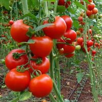 Domates Rusların cebini yakıyor!