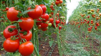 Domates Rusların cebini yakıyor!