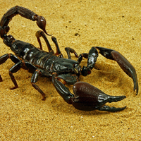 Kanser hastalarına akrep umudu!