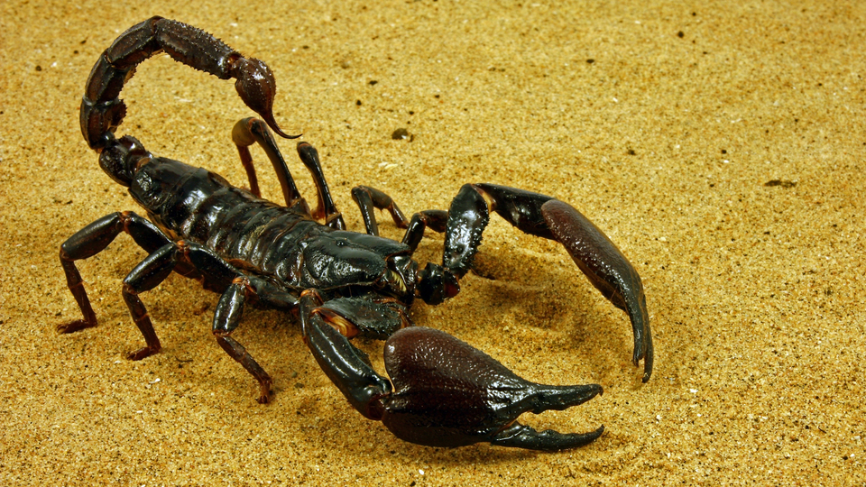 Kanser hastalarına akrep umudu!