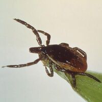 Sessiz katil 350 hastalığı taklit ediyor!