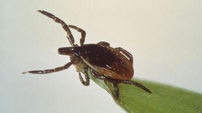 Sessiz katil 350 hastalığı taklit ediyor!