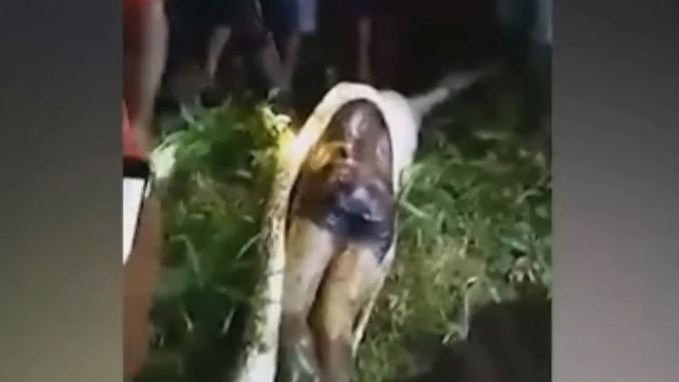 2 gündür kayıp adam, pitonun karnından çıktı!