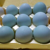 Her derde deva! İşte mavi yumurta mucizesi...