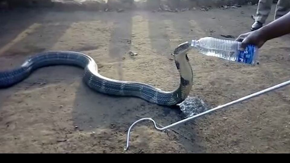 Susuz kalan kobra, pet şişeden dakikalarca su içti