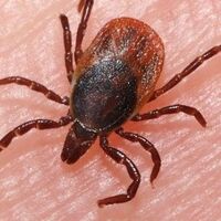 Kene sezonu açıldı! İşte keneden korunma yolları...