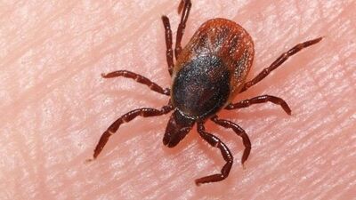 Kene sezonu açıldı! İşte keneden korunma yolları...