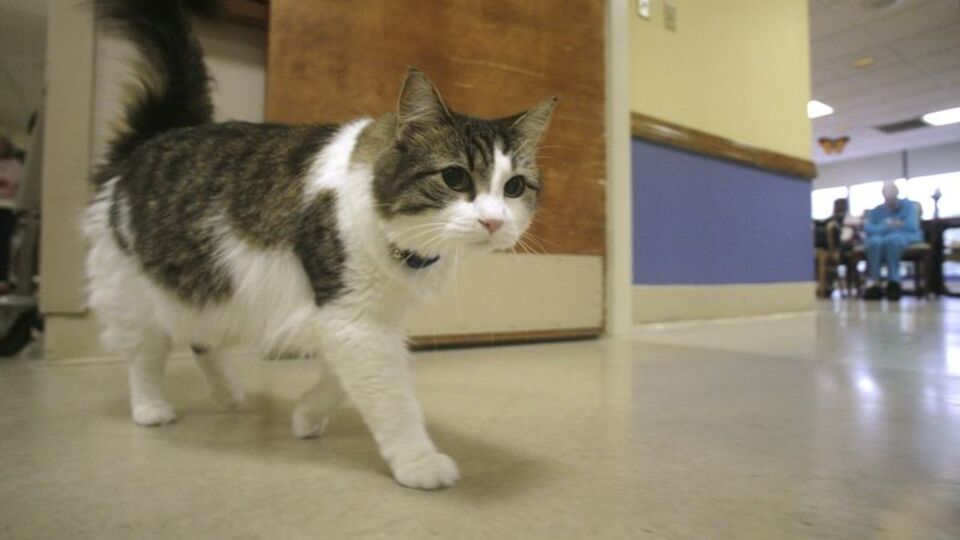 Bu kedi ölümü hissediyor!