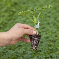 Rusya almadı ama bakın kimler alıyor