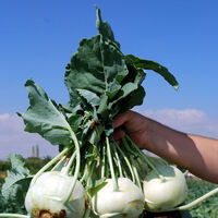 Domatesin yerine 'cehennem topuzu'