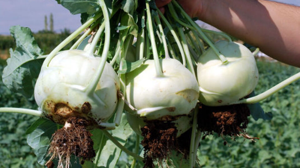 Domatesin yerine 'cehennem topuzu'