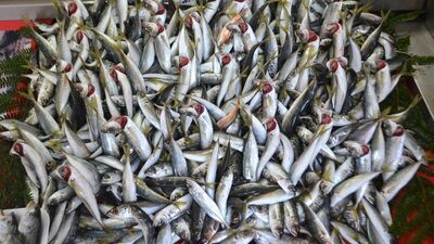 Balık yedikten sonra kakaolu süt içen genç hayatını kaybetti!