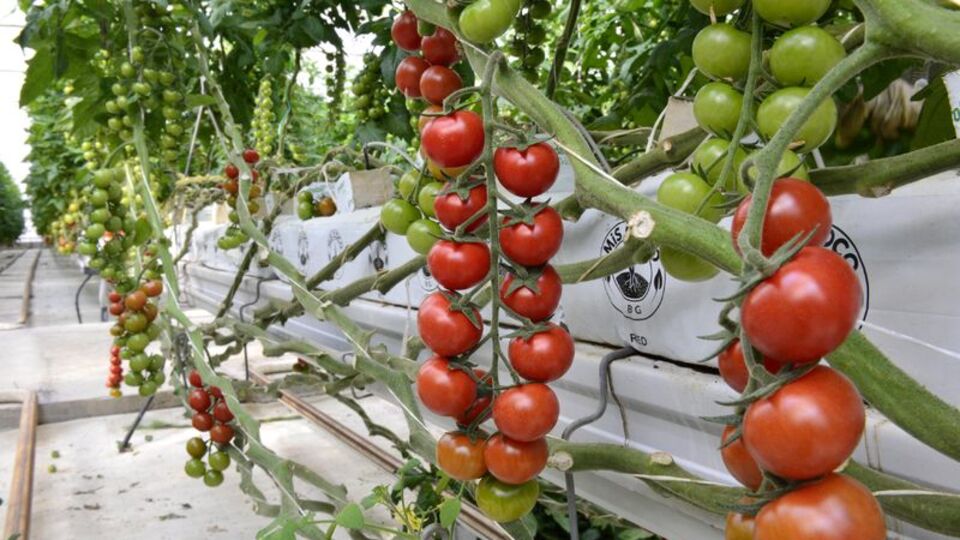 Domates tavukla yarışıyor