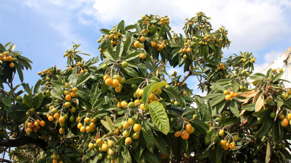 Kilosu 10 TL'den alıcı buluyor