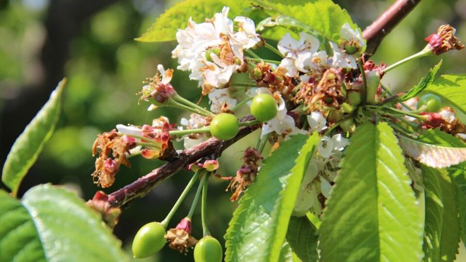 Fiyatı dudak uçuklattı