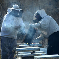 "Anadolu propolisi"ni 6 ülkeye satıyorlar