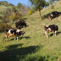 "Hayvancılıkta ithalatı bitirmek istiyoruz"