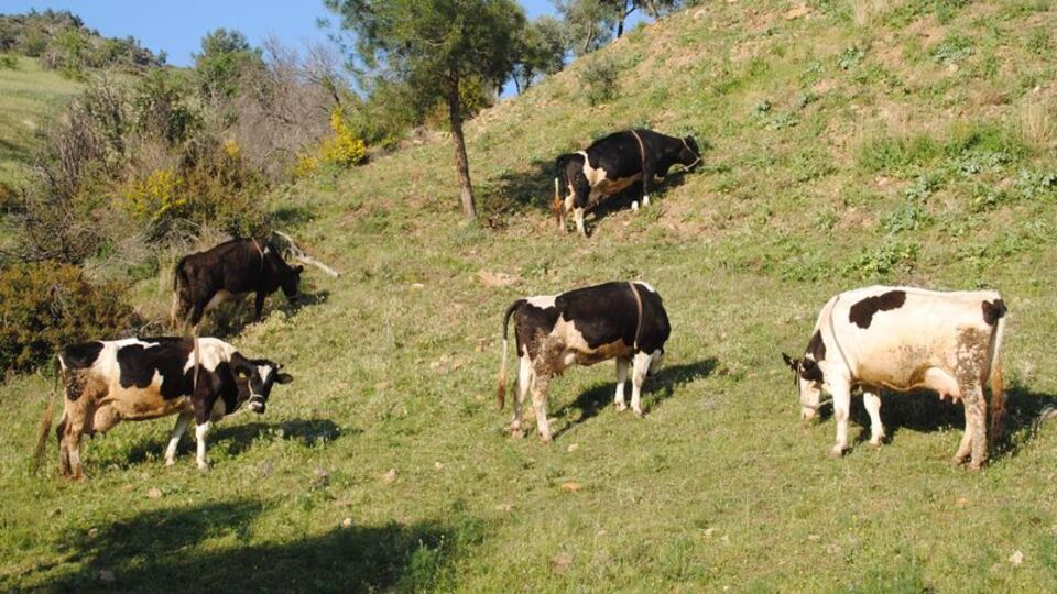 "Hayvancılıkta ithalatı bitirmek istiyoruz"