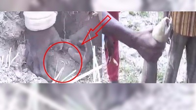 Toprağı kazıp balık avlıyorlar