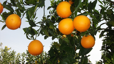 Domatesten sonra şimdi de portakal