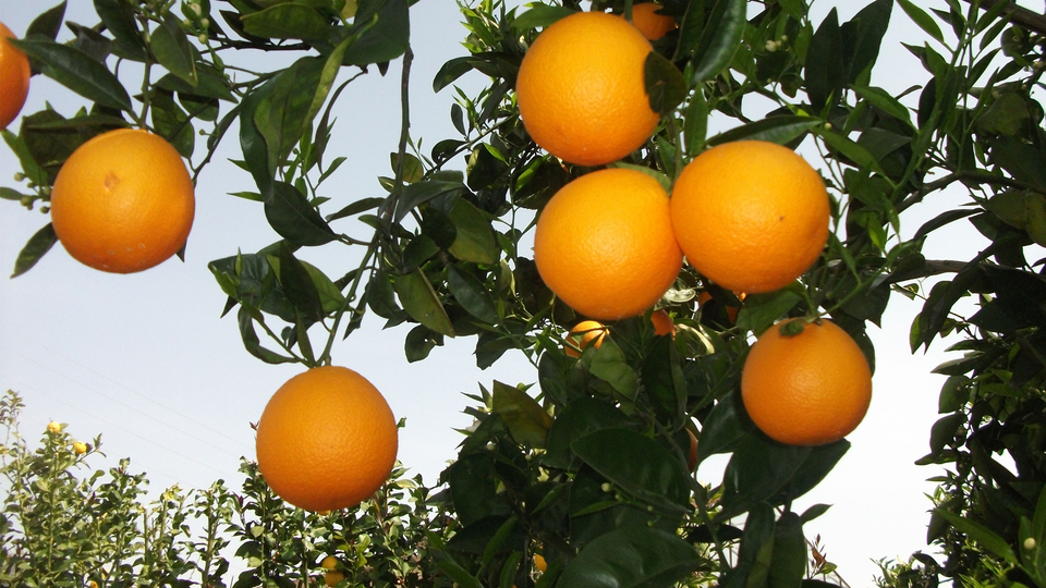 Domatesten sonra şimdi de portakal