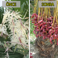 Kimse ne olduğunu tahmin edemiyor!