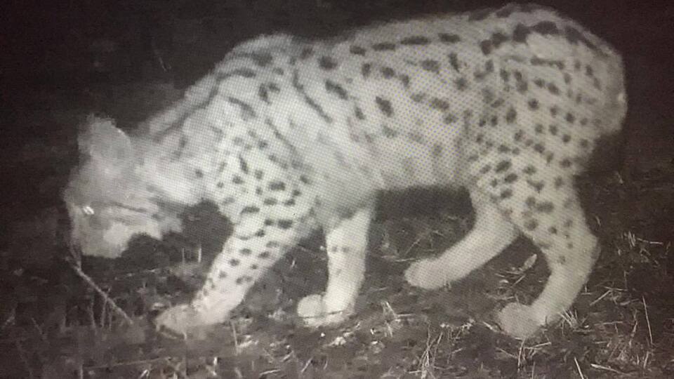 İlk kez görüntülendi! Nesli tükenmek üzere!