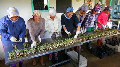 Muğla'dan kuşkonmaz fışkırıyor