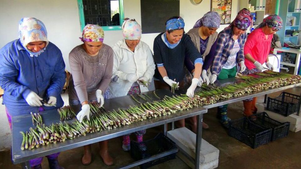 Muğla'dan kuşkonmaz fışkırıyor