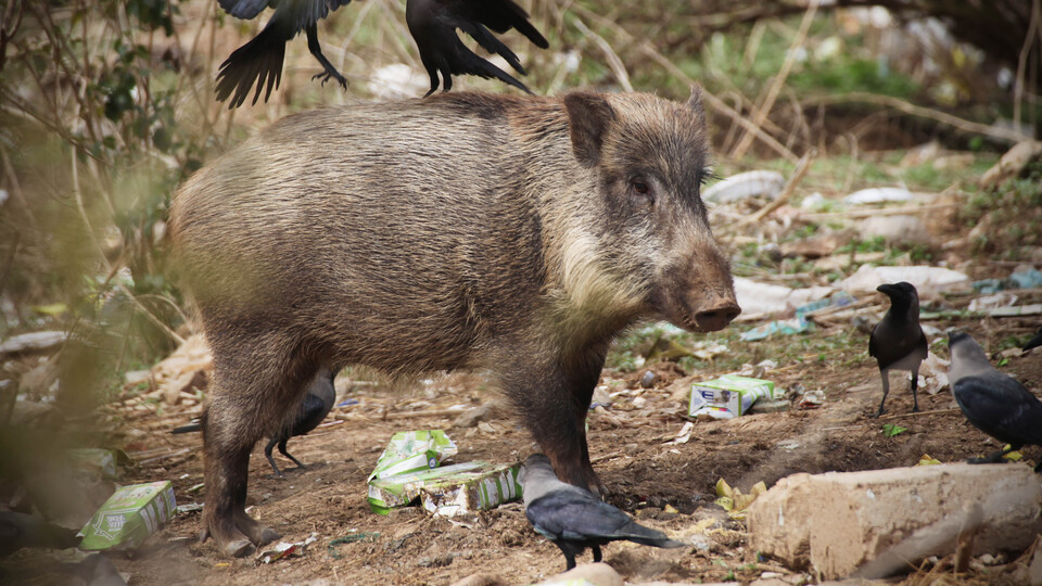 DEAŞ'la mücadeleye onlar da katıldı!
