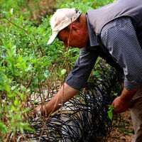 Fıstık "ışınlanacak"