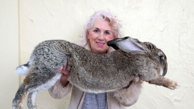 Şimdi de "dev tavşan" krizi