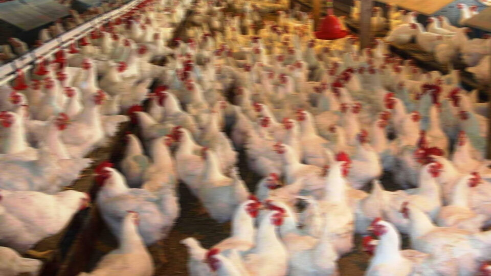 Tokat Reşadiye'de kuş gribi alarmı