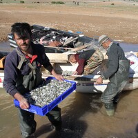 Bozkırdan Avrupa sofralarına...