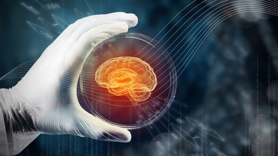 Bilim insanları laboratuvarda mini beyin üretti!