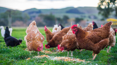 Antibiyotik verilen tavuklara aşı yolda!