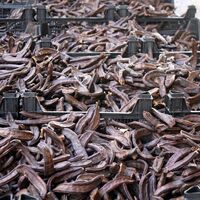 İşte keçiboynuzunun mucizevi faydaları...