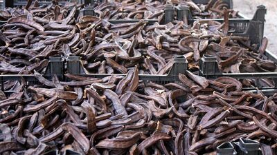 İşte keçiboynuzunun mucizevi faydaları...