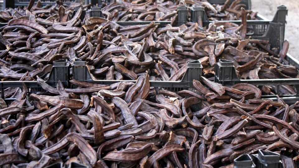 İşte keçiboynuzunun mucizevi faydaları...