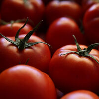 Zam şampiyonu domates