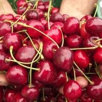 Fiyatı el yakıyordu, şimdi ise...