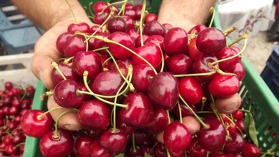 Fiyatı el yakıyordu, şimdi ise...