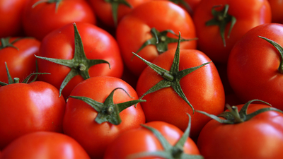 İşte domatesteki ara formül