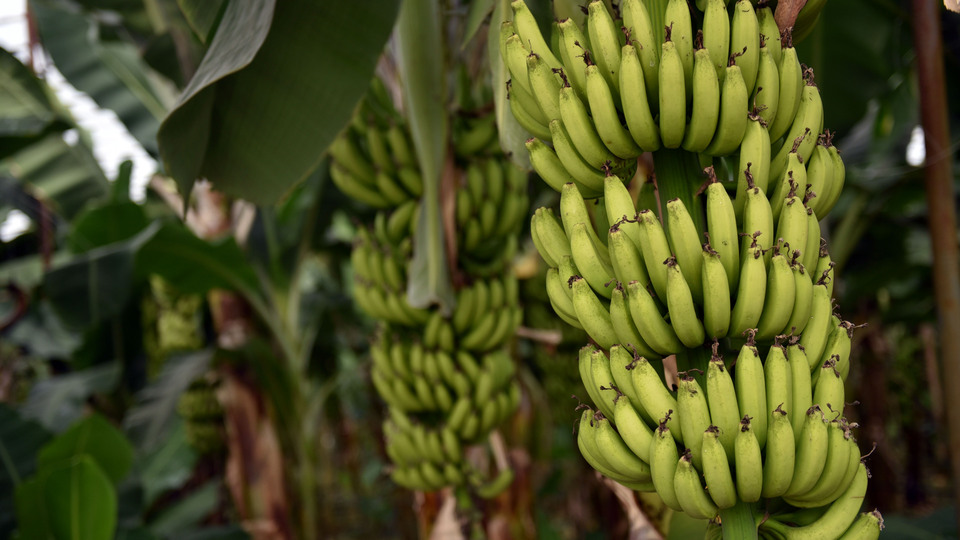 Yerli muzda "rekor" fiyat