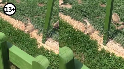 Hayvanat bahçesinde tüyler ürperten görüntü